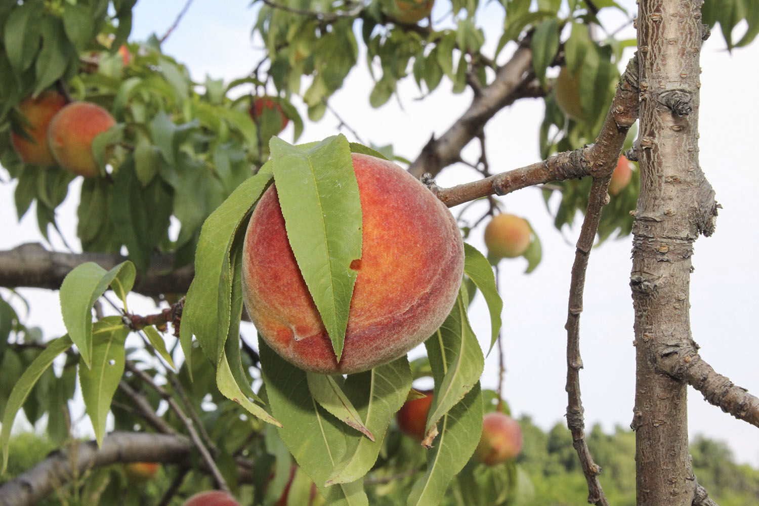 Peaches plentiful as summer season ramps up